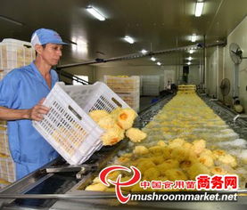 科技賦能產(chǎn)業(yè)升級(jí)，尤溪縣食用菌工廠化規(guī)模化發(fā)展駛?cè)肟燔?chē)道